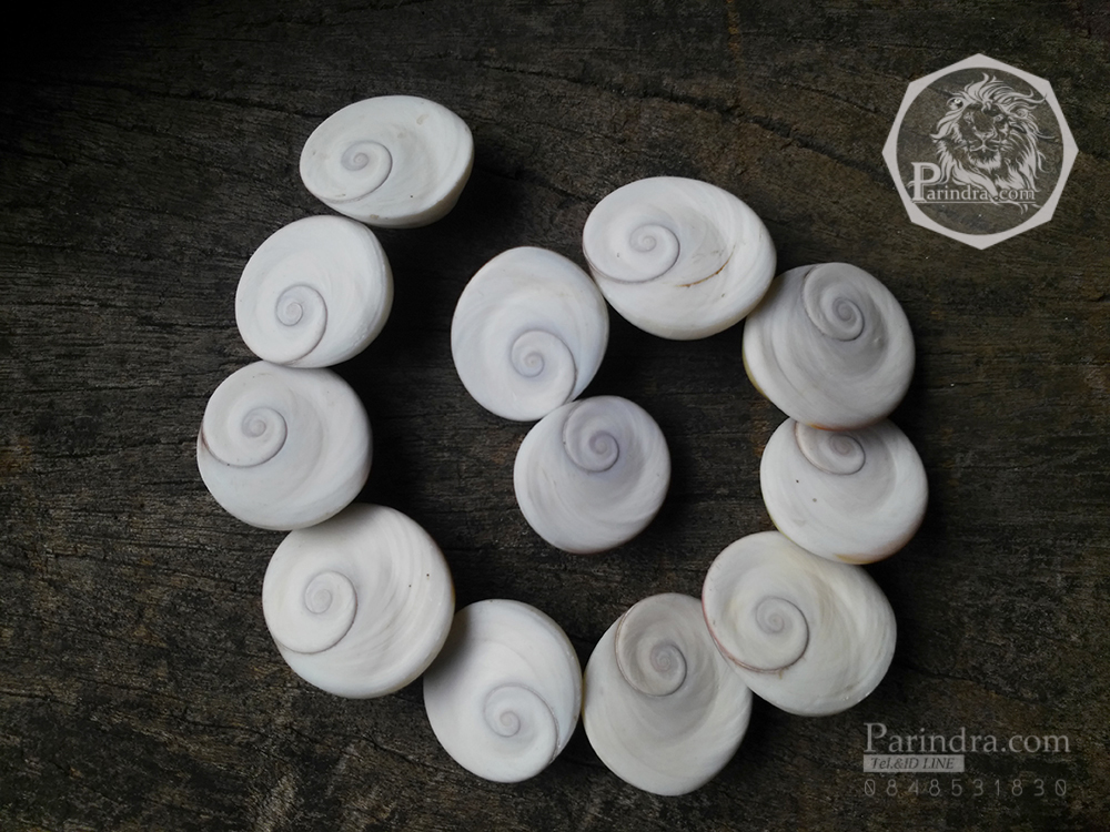 ฝาปิดหอยตาวัว (อิ่งอ้อย) ขัดขาว ขนาดเล็ก