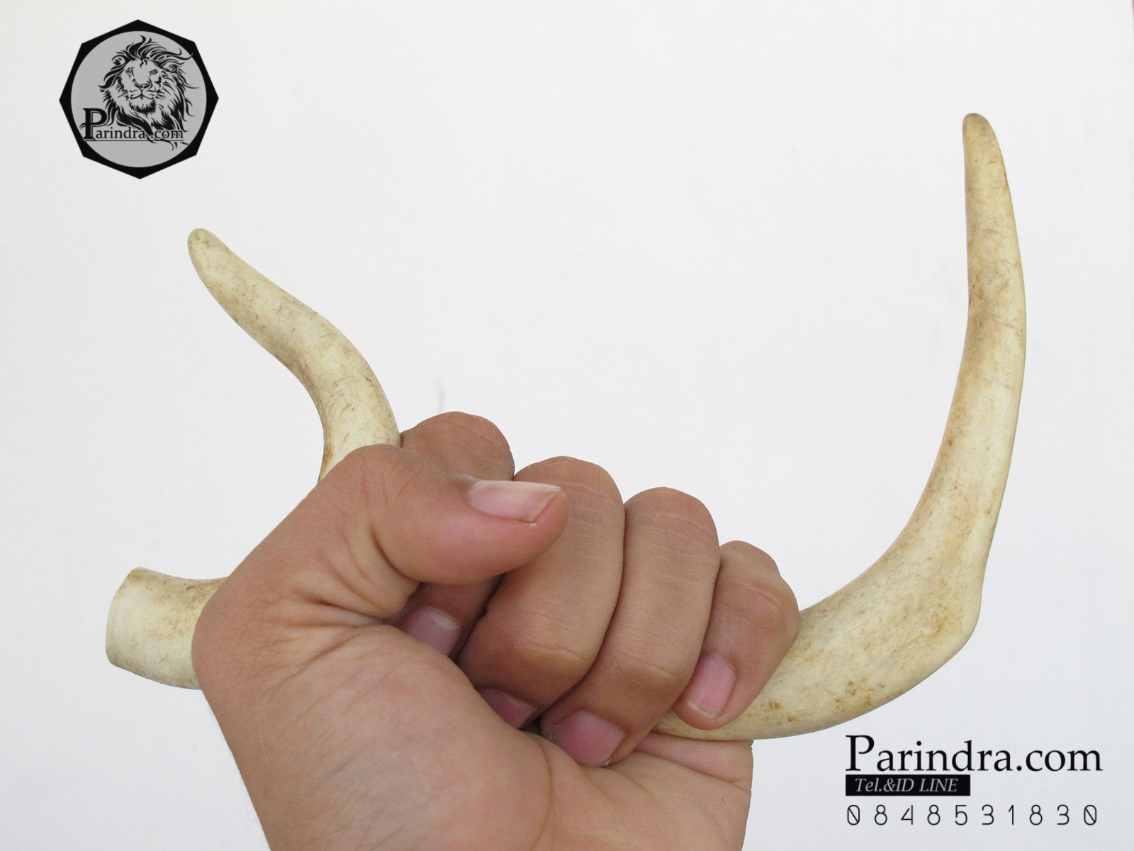 เขากวาง โค้งเว้าได้สัดส่วน หายากสภาพสมบูรณ์ ขนาด 8 นิ้ว