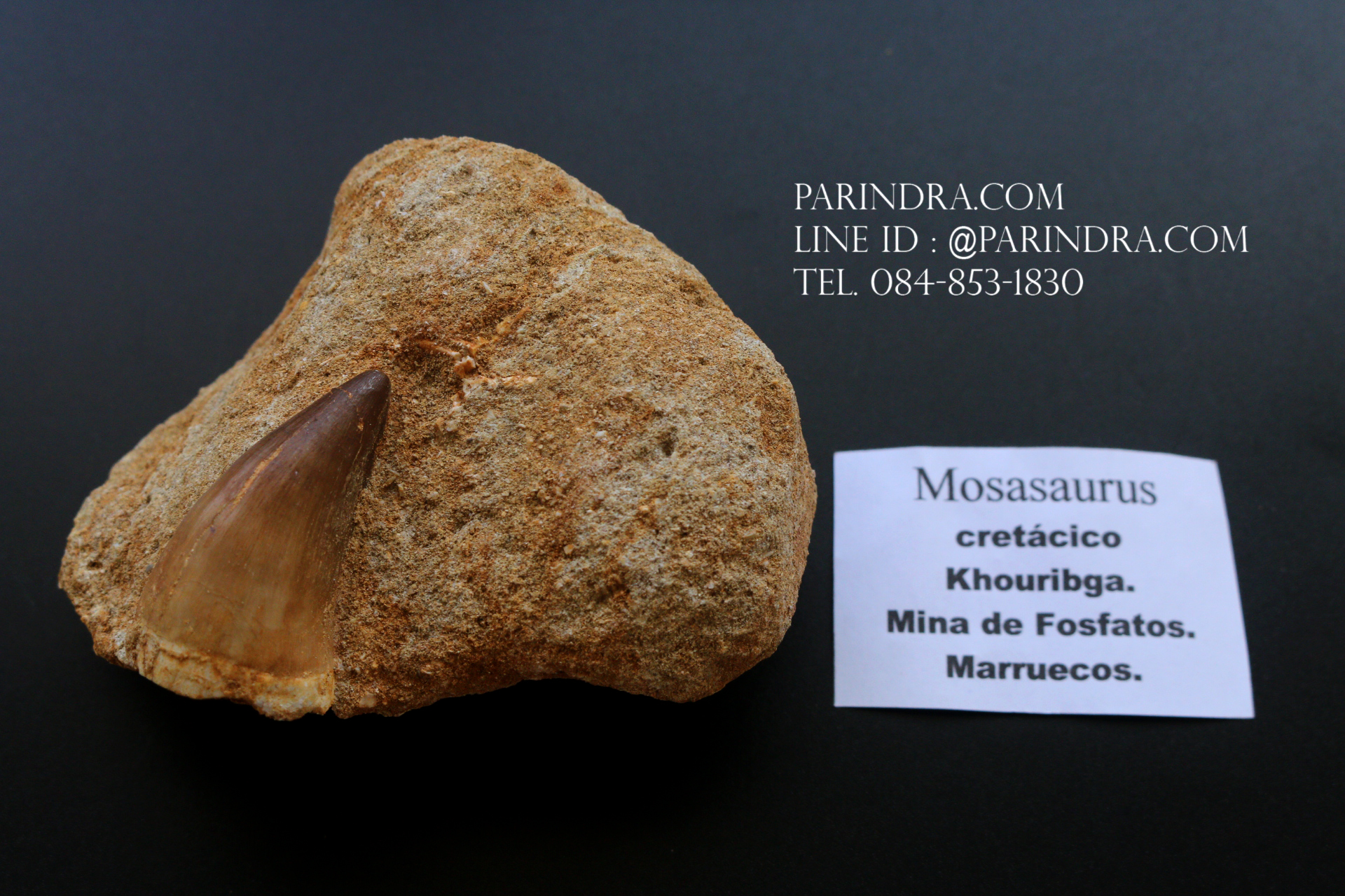 ฟันมีโซซอร์ Mosasaurus Tooth บน Matrix - Khourigba, Morocco #MSS000