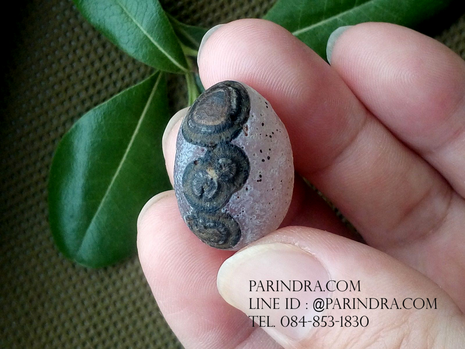 หินรูปทรงประหลาดจากทะเลทรายโกบี GOBI Eye Stone #GOBI003