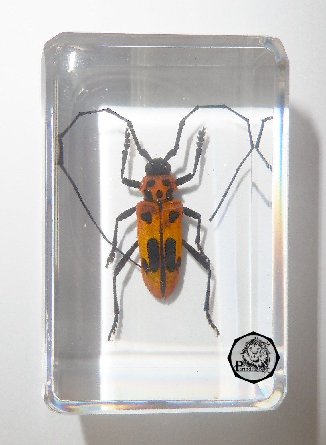แมลงในเรซิ่น แมลงสต๊าฟ หล่อในเรซิ่นใส ด้วงลายจุดน้ำตาลหนวดยาว Spotted Brownish Longhorn Beetle - Purpuricenus lituratus