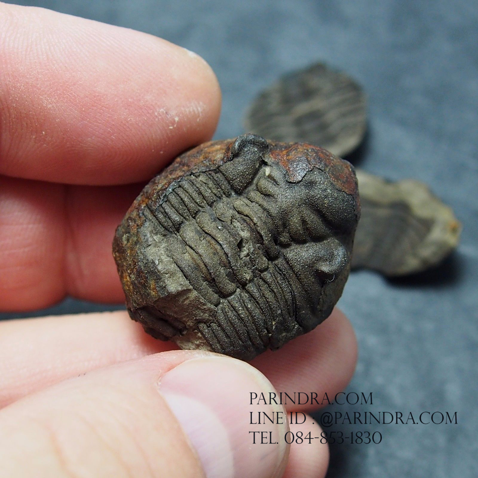 ฟอสซิล Trilobite Eldredgeia venustus Calamarca,Bolivia #TLB007