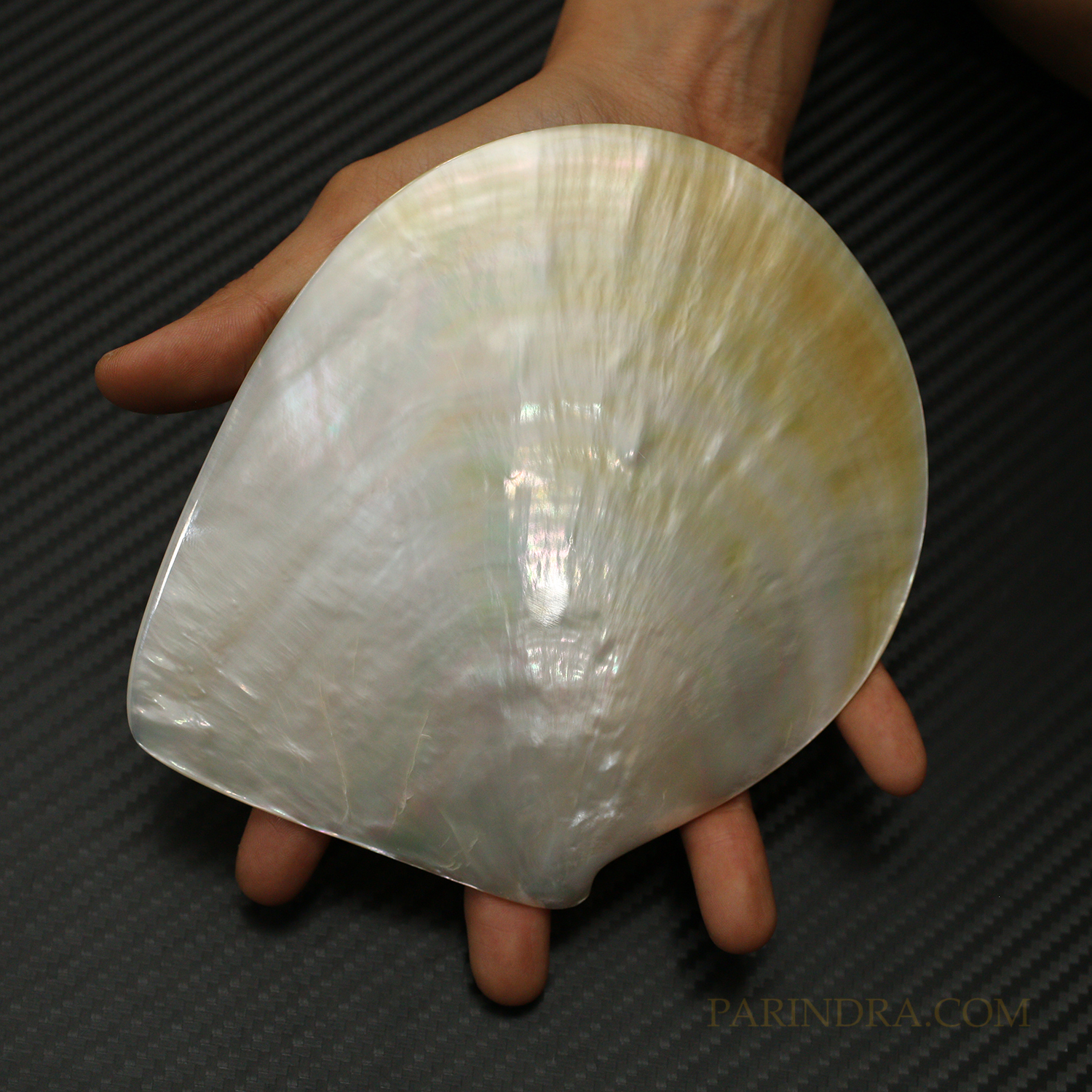 เปลือกหอยมุกจานขาว WHITE PEARL ขัดมันแวววาว สวยงาม