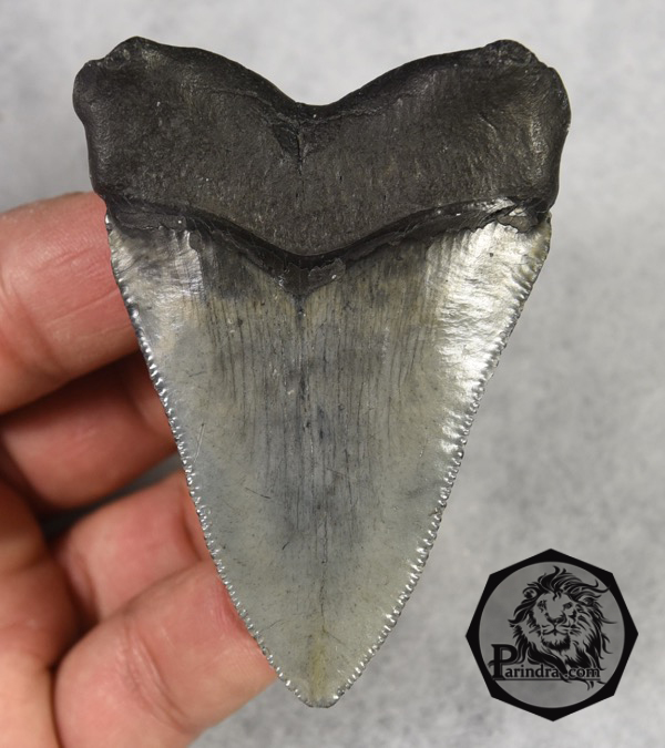 ฟันฉลามยักษ์เมกกาโลดอน Megalodon จาก South Carolina USA ขนาด 3 1/8 นิ้ว #MGT002