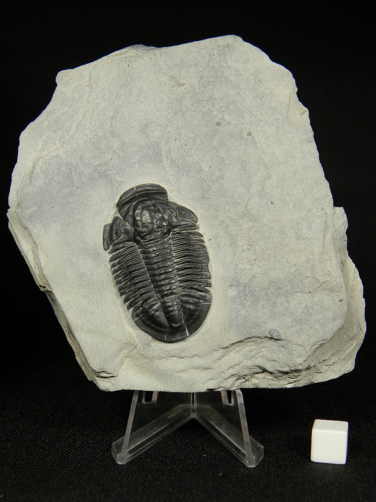 ฟอสซิล Trilobite จากรัฐ Utah USA #TLB001