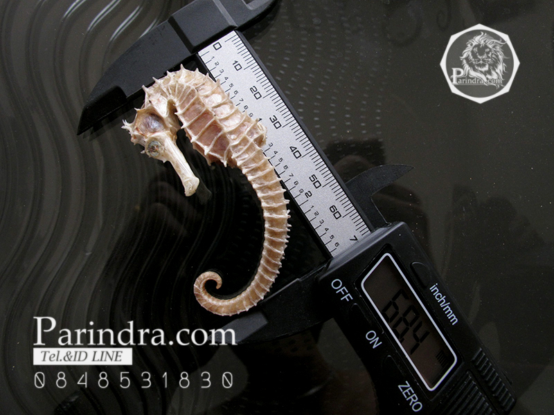 ม้าน้ำตากแห้ง สำหรับเป็นของที่ระลึกหรือพวงกุญแจ 033