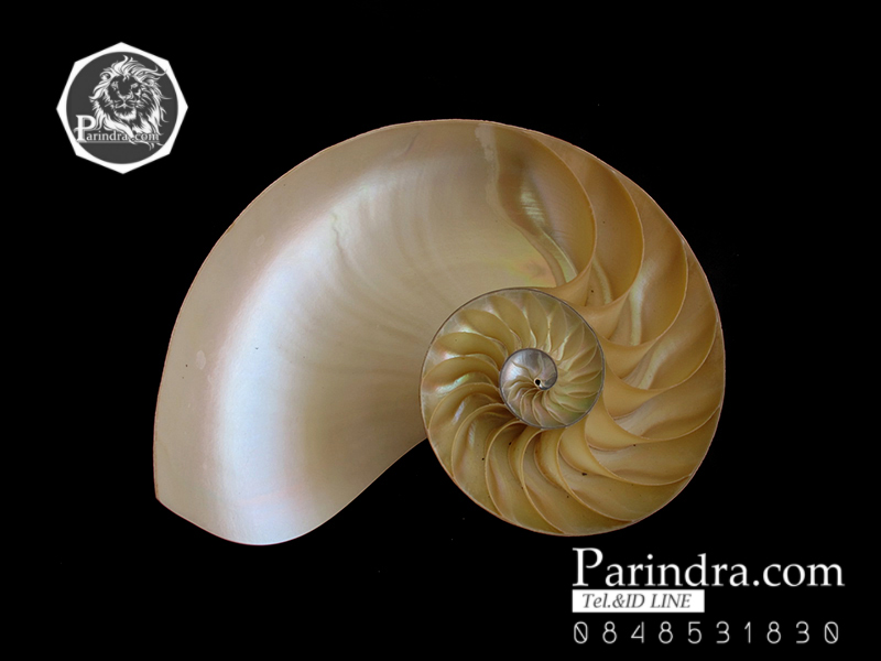 ขายเปลือกหอยงวงช้าง นอติลุสแบบผ่าซีก Nautilus Pompilus หอยหายาก