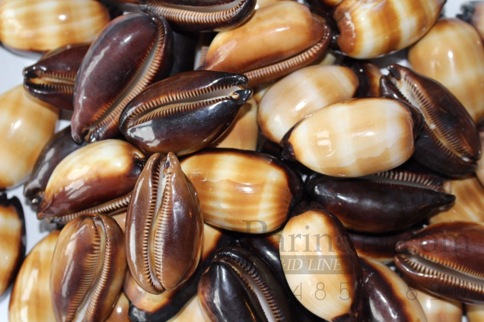 เปลือกหอยเบี้ยท้องดำ Mole Cowry (Talparia talpa) คละไซส์ ขนาดเฉลี่ยประมาณ 50 - 60 mm.