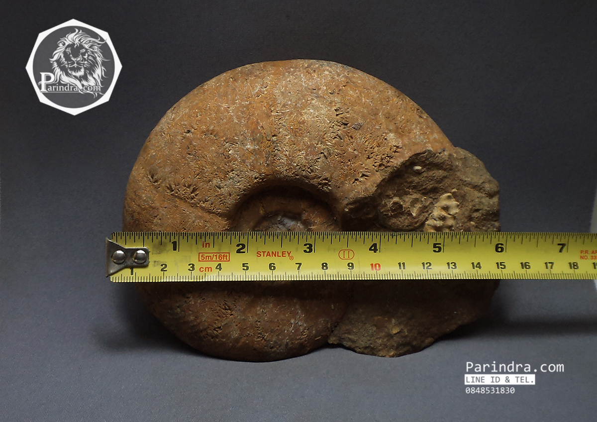 ฟอสซิลหอย Ammonite Eotetragonites rossmatteliformis (หายาก) - จาก Indonesia #AM025