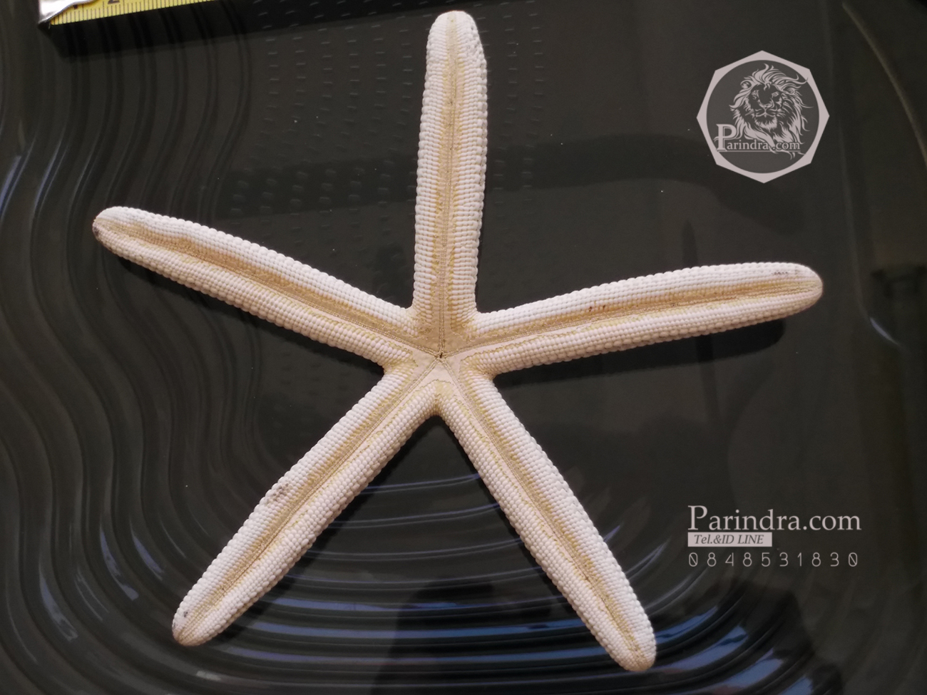 ปลาดาว สายพันธ์ ตัวอ้วน ขนาด 6 นิ้วครึ่ง สวยคัดสมมาตรพิเศษ สำหรับการนำไปเป็นหล่อแบบ 001