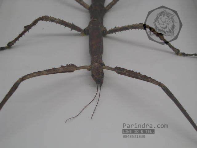 แมลง ตั๊กแตนกิ่งไม้ ( Tirachoidea westwoodi) ในกรอบไม้สีน้ำตาล สำหรับตั้งโชว์ ขนาด 8 x 12 นิ้ว