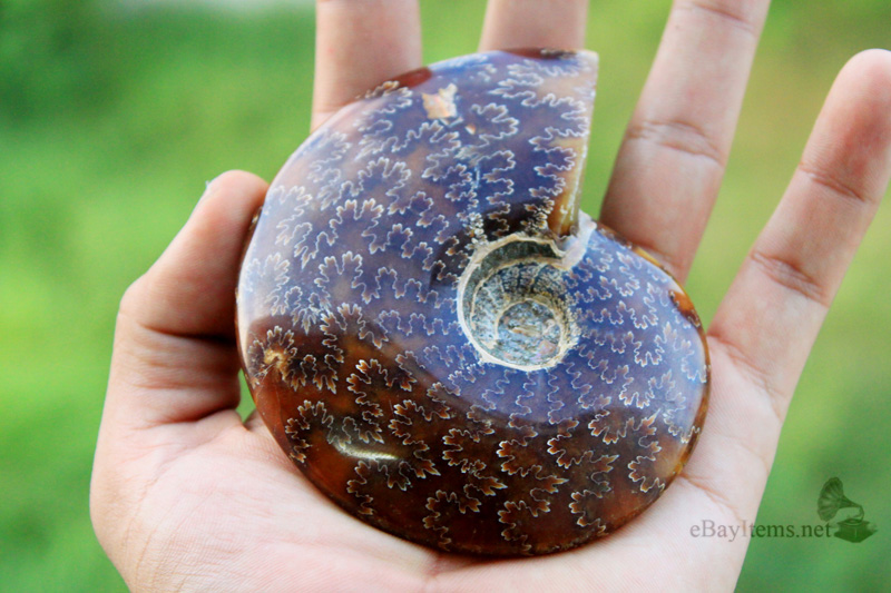 ฟอสซิลหอย Ammonite (Cleoniceras besairiei) L2