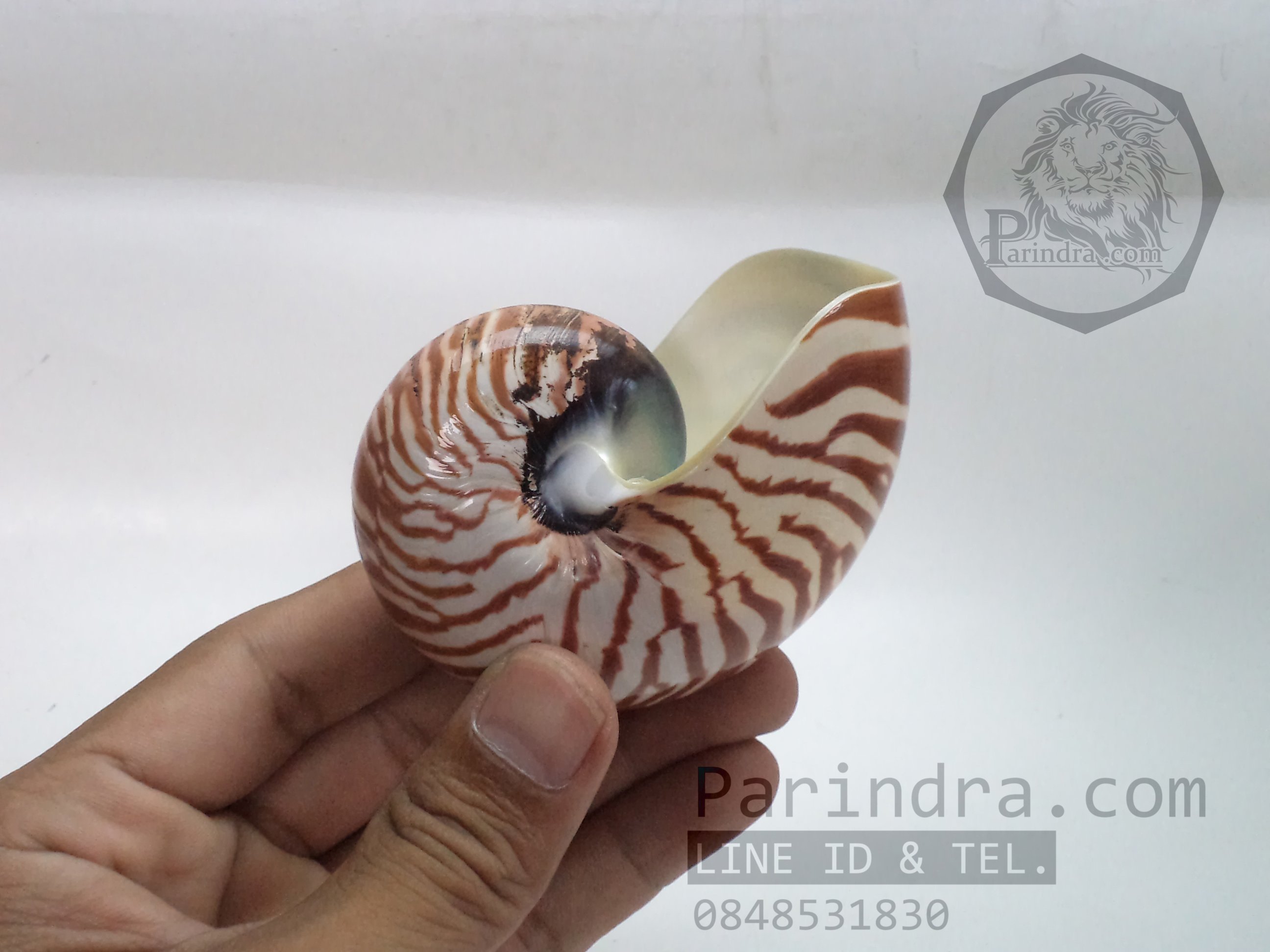 เปลือกหอย นอติลุส หอยงวงช้าง ขนาดเล็ก ขนาด 3 นิ้ว ผิวสีธรรมชาติ 001