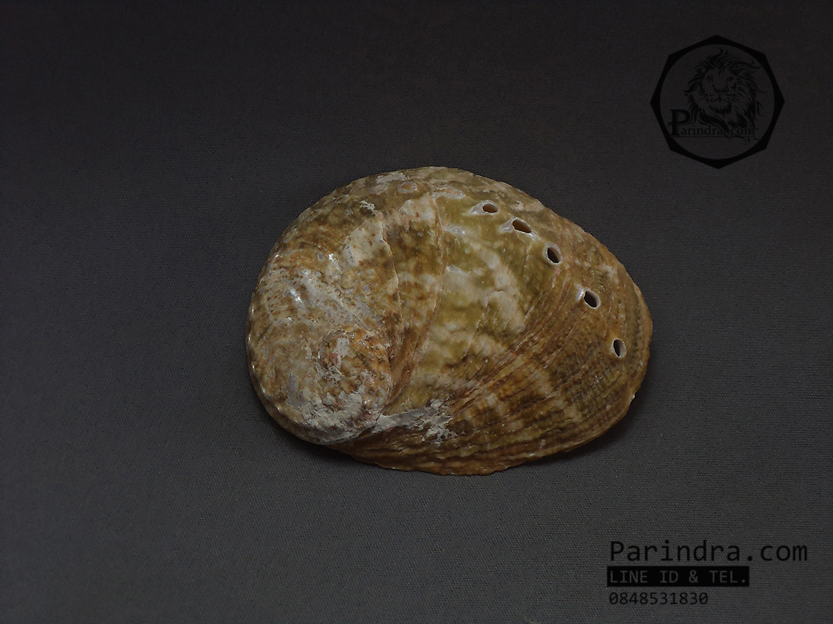 เปลือกหอยเป๋าฮื้อแท้ (Abalone) ผิวธรรมชาติ สีเขียวอ่อนแกมน้ำตาล