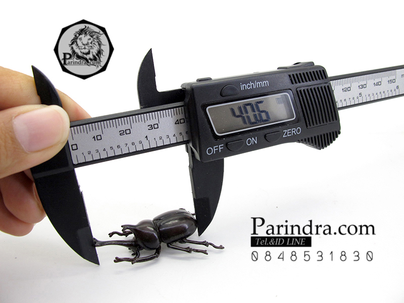 โมเดลด้วง