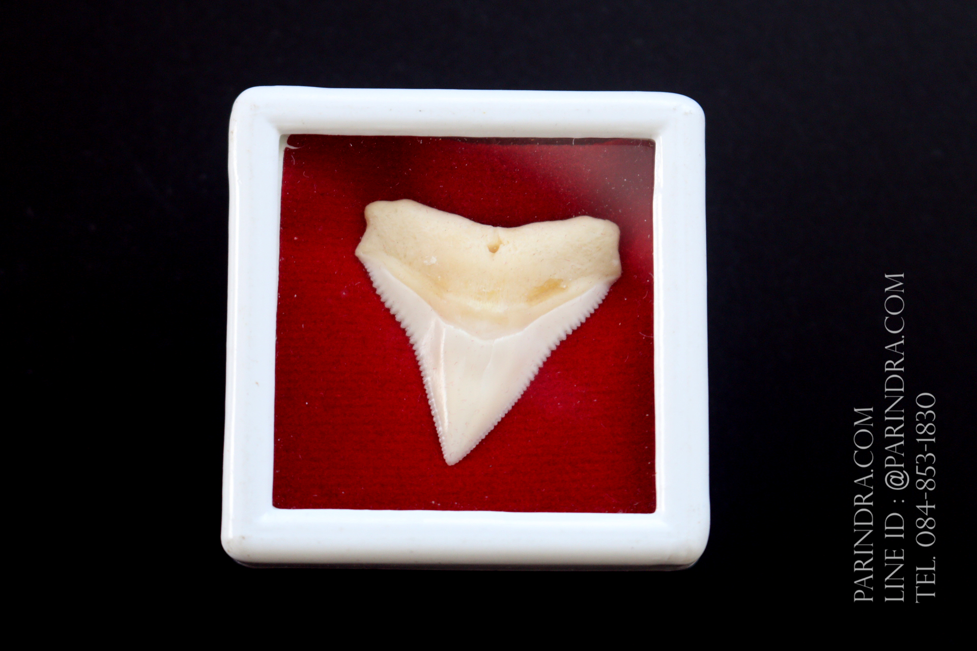 ซี่ฟันปลาฉลามขาวแท้ Shark Tooth ขนาดประมาณ 2.5 cm. ST004