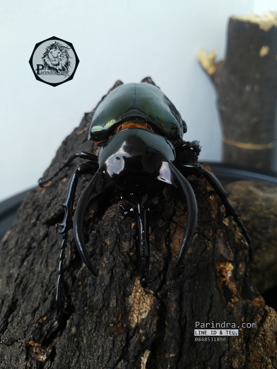 ด้วงกว่างตัวเต็มวัย Chalcosoma atlas (WD) ตัวป่าพม่าขนาด 85 mm.