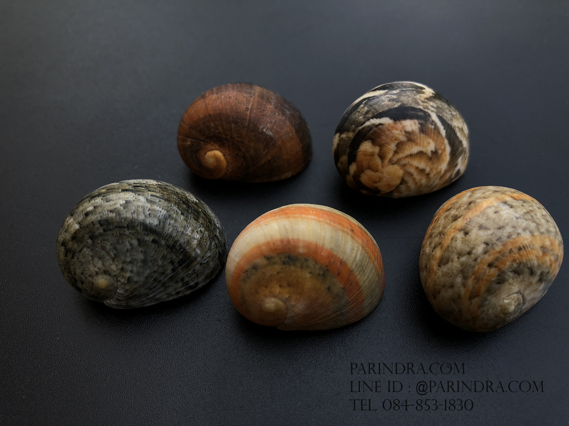 เซ็ตเปลือกหอยน้ำพริก หอยนกหวีด Nerita sp. เป่ามีเสียง สีสวย Set 2