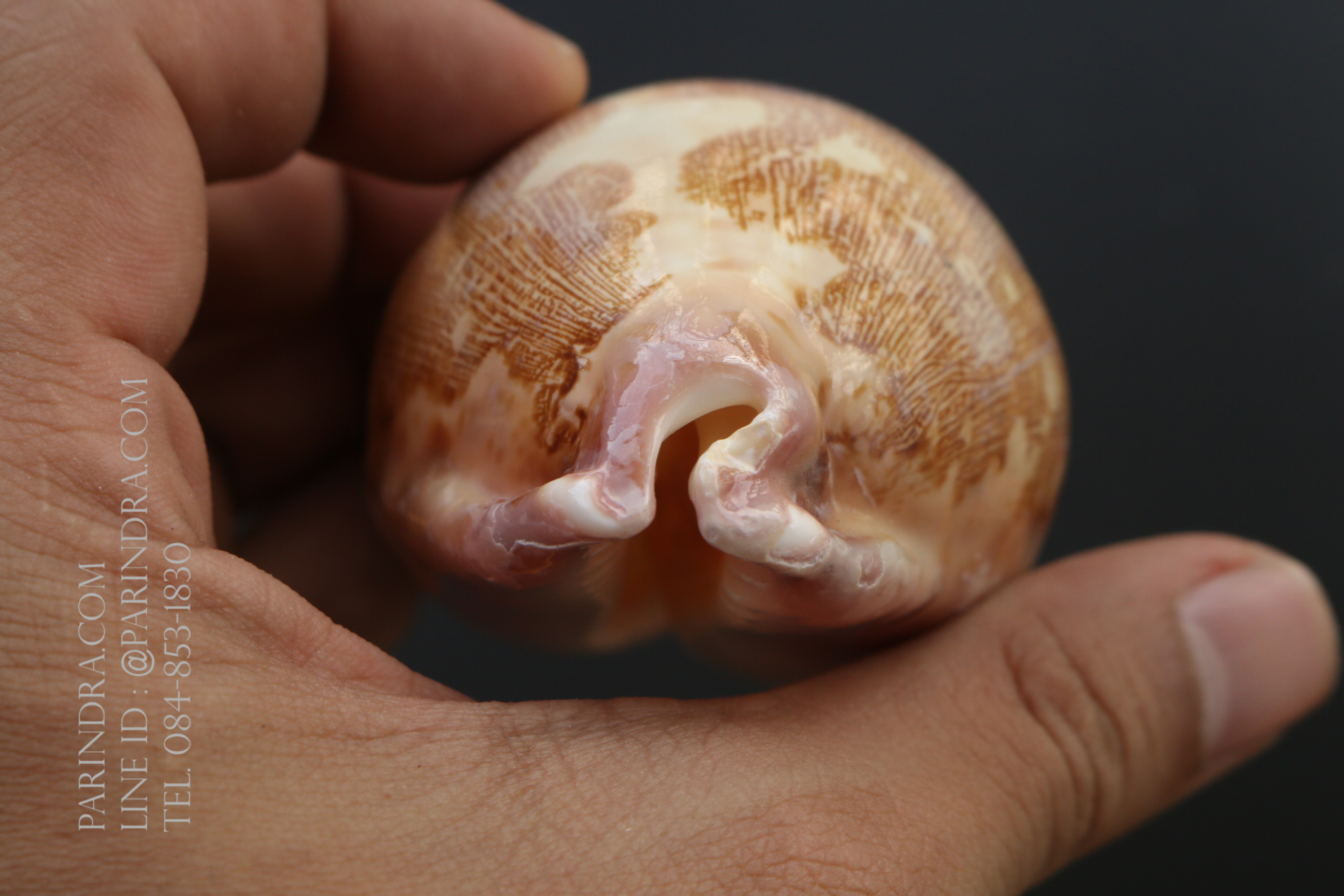 เปลือกหอยเบี้ยแผนที่ Map Cowry (Leporicypraea mappa) ขนาด 70-80 mm