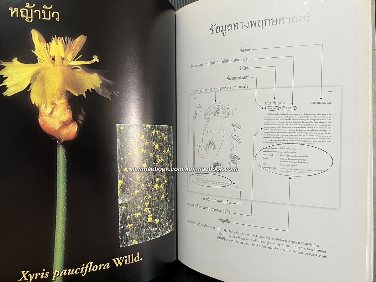 ไม้ยาที่ผาแต้ม โดย สำนักงานคณะกรรมการวิจัยแห่งชาติ