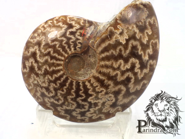 ฟอสซิลหอย Ammonite (Cleoniceras besairiei) #AM022