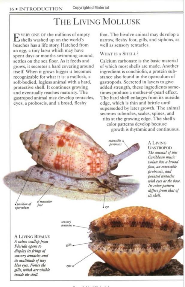 หนังสือคู่มือการสะสมเปลือกหอยของ Smithsonian Handbooks: Shells (หนังสือใหม่ มือ 1)