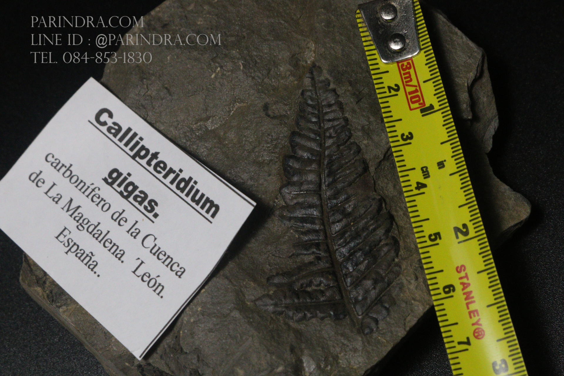 ฟอสซิลเฟิร์น ชนิด Callipteridium gigas จาก SPAIN #FRN001
