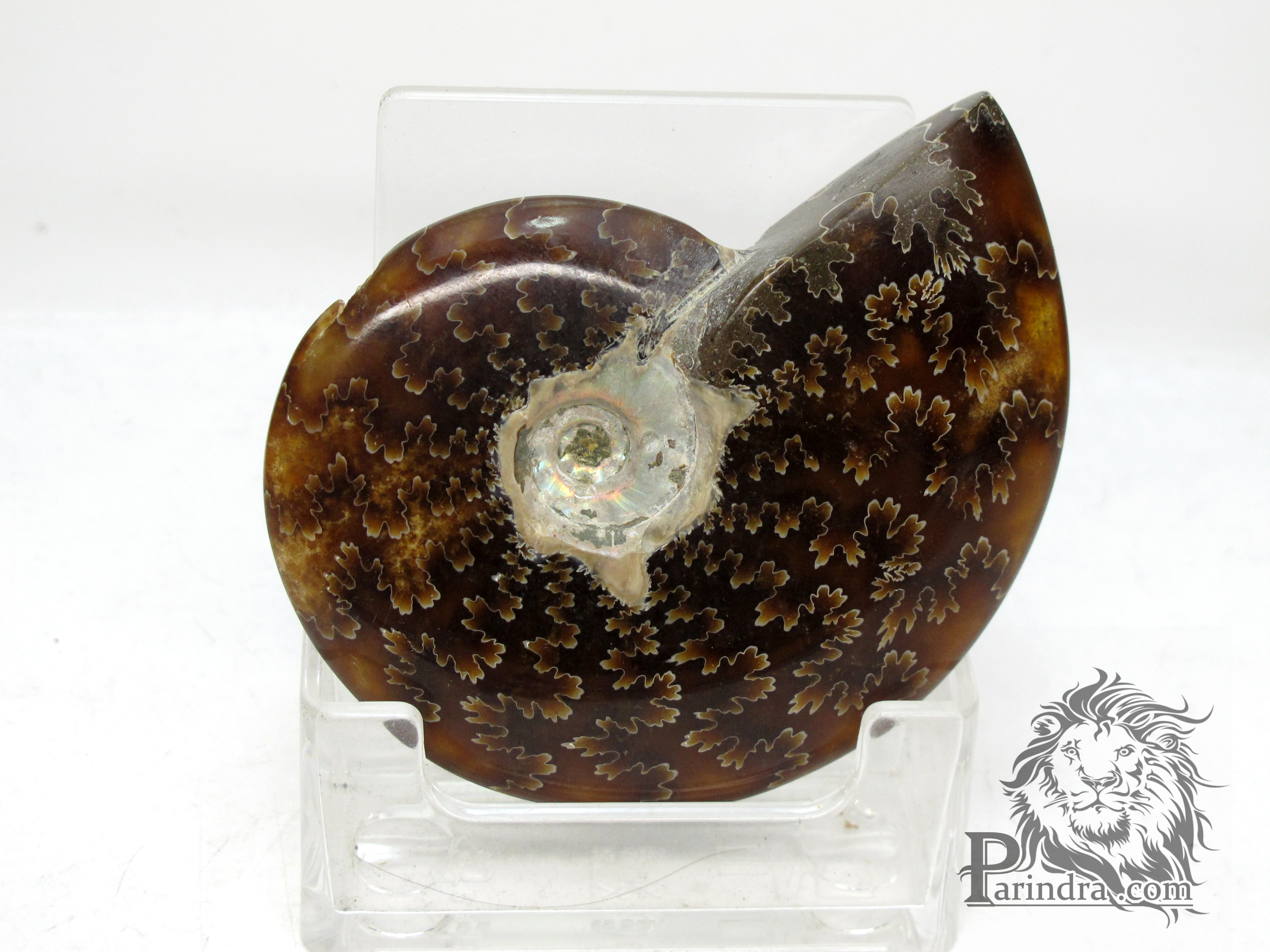 ฟอสซิล Ammonite (Cleoniceras besairiei) Fossil คัดสวยพิเศษ #AM020