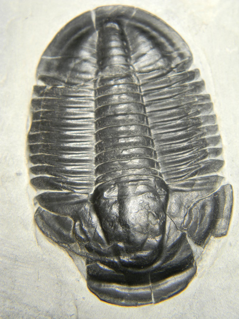 ฟอสซิล Trilobite จากรัฐ Utah USA #TLB001