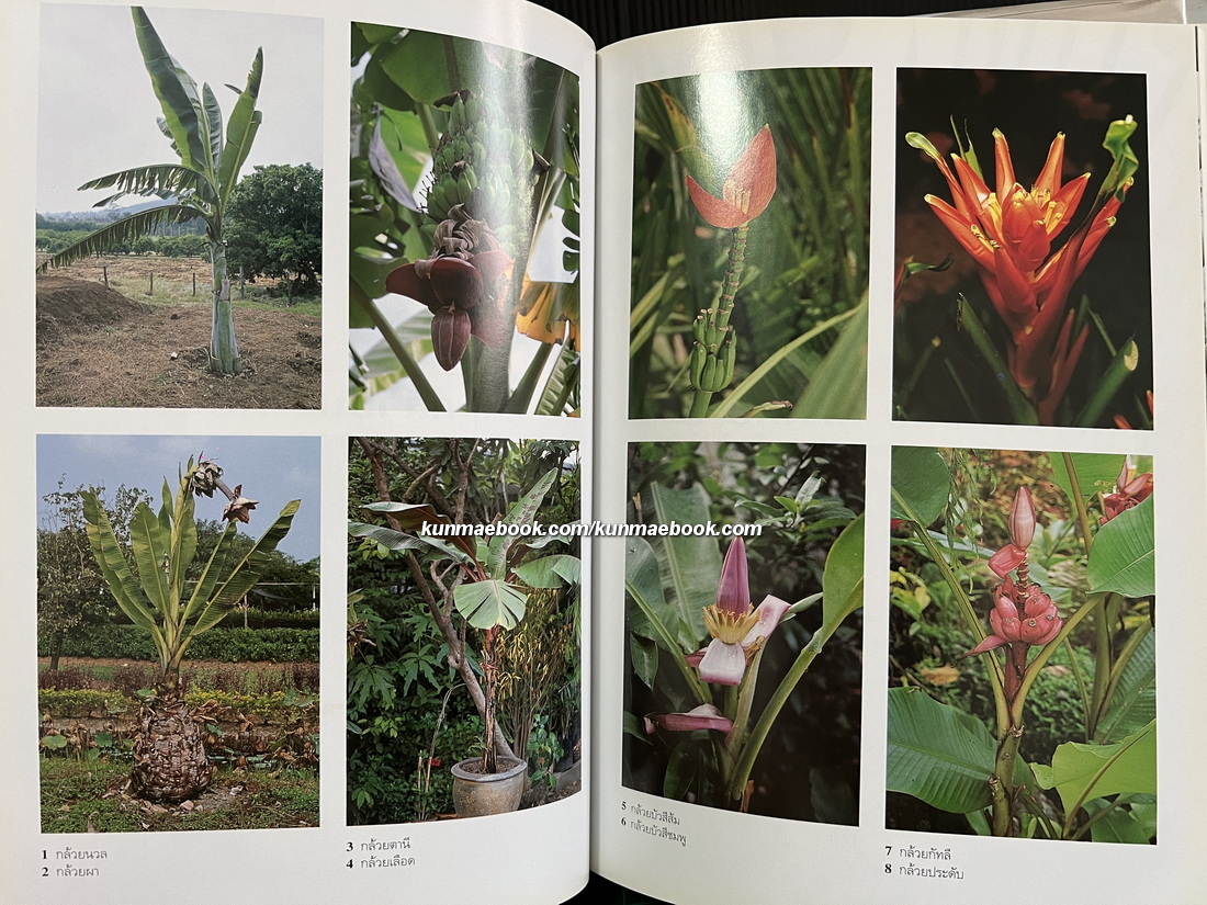 สารานุกรมไม้ประดับในประเทศไทย เล่ม 1-2 ( ปกแข็ง )