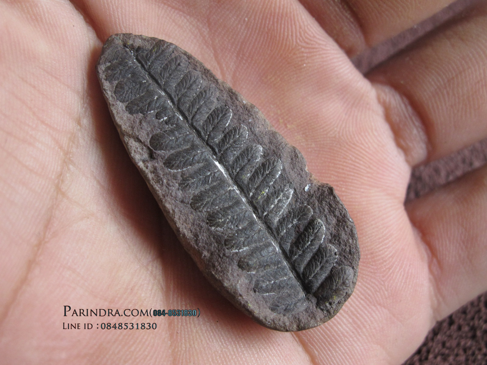 ฟอสซิลใบเฟิร์น (Polymorphopteris)แท้ 100% จาก MAZON CREEK, USA #FRN
