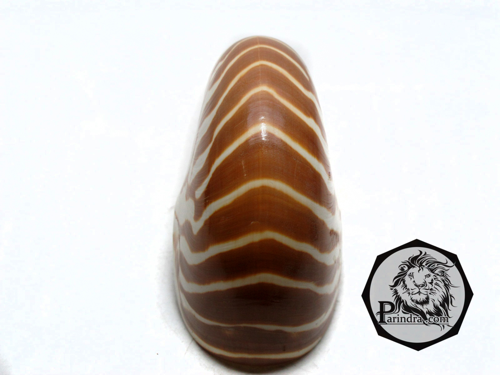 ขายเปลือกหอย นอติลุส งวงช้าง ขนาดเล็ก ผิวธรรมชาติยังไม่ขัด คัดสวย