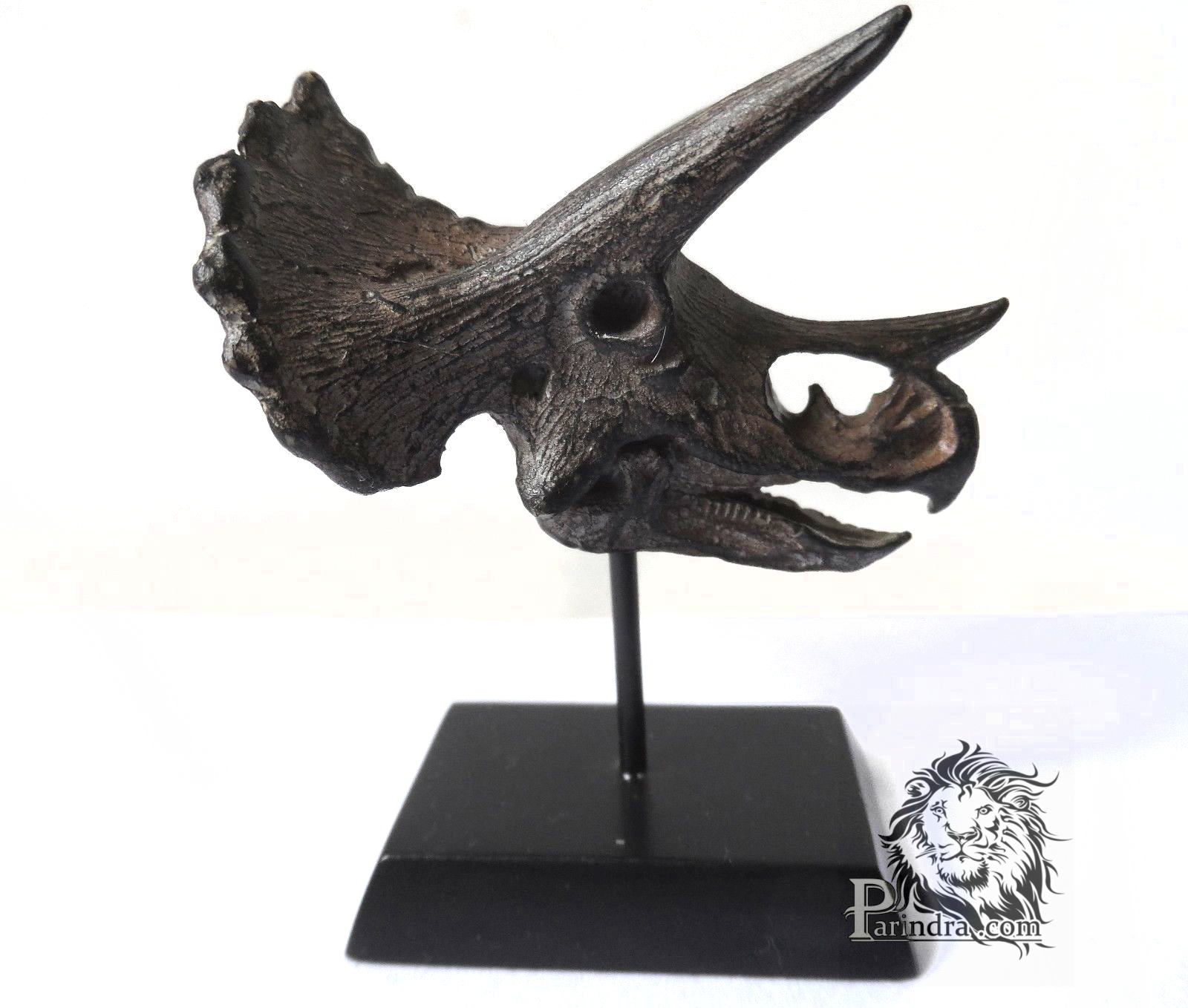 โมเดลฟอสซิล Triceratop ขนาดเล็กจำลองเหมือนมาก