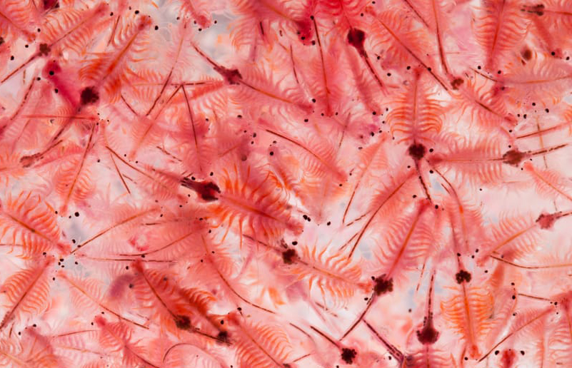 ไข่อาร์ทีเมีย S.K. ARTEMIA CYST BRINE SHRIMP EGGS ขนาด 50 กรัม