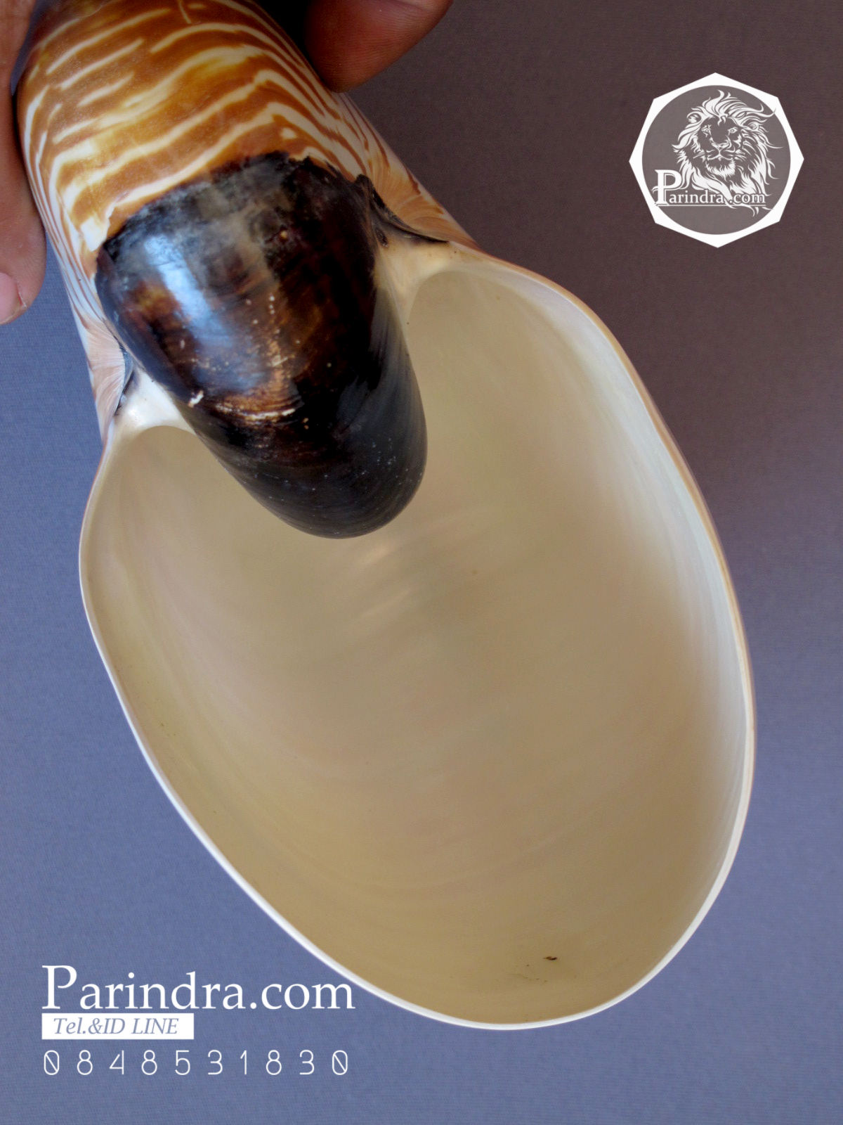 ขายเปลือกหอยงวงช้าง นอติลุส Nautilus pompilus ขนาด 7 นิ้ว NP003