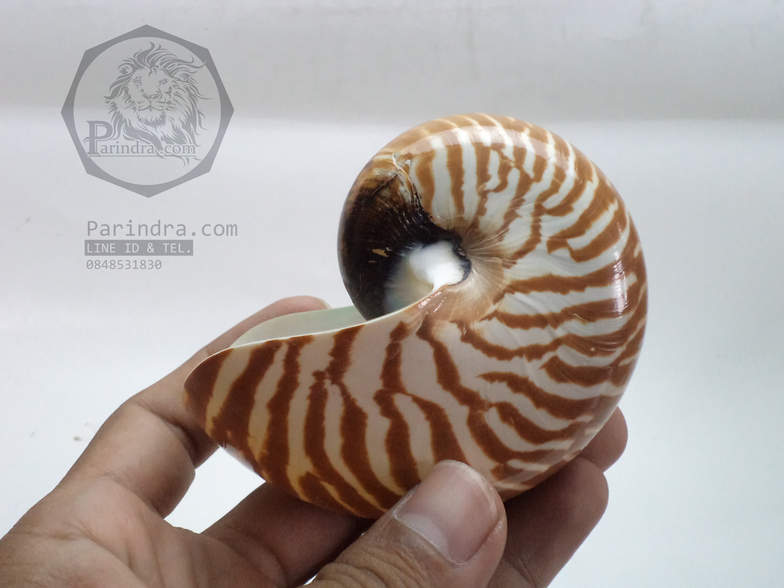 เปลือกหอย นอติลุส หอยงวงช้าง ขนาดเล็ก ขนาด 3 นิ้ว ผิวสีธรรมชาติ 003