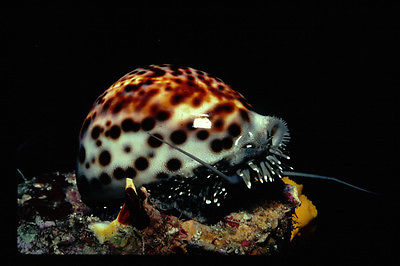 ขายเปลือกหอยเบี้ยขนาดใหญ่ หอยเบี้ยโป่งลายเสือ หอยเบี้ยลายเสือ # Cypraea tigris ขนาด 70-90 มม.