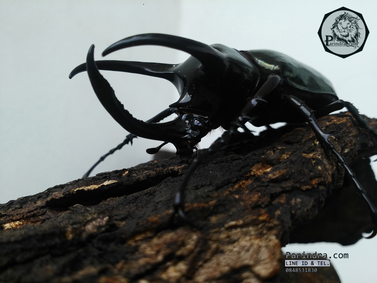 ด้วงกว่างตัวเต็มวัย Chalcosoma atlas (WD) ตัวป่าพม่าขนาด 85 mm.