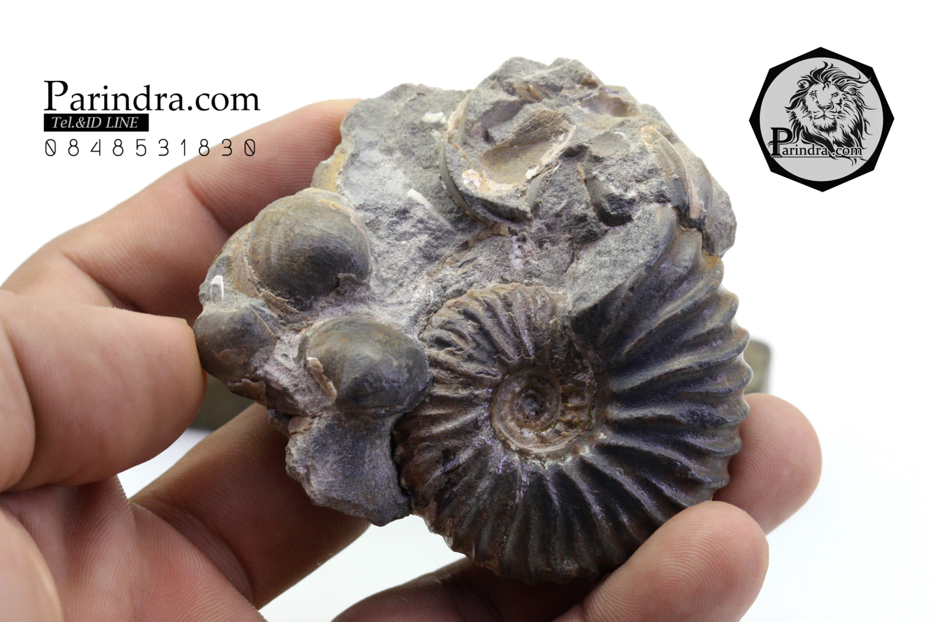 ฟอสซิล แอมโมไนต์ Ammonite Acanthohoplites- จาก Northern Caucasus, Russia #AM033