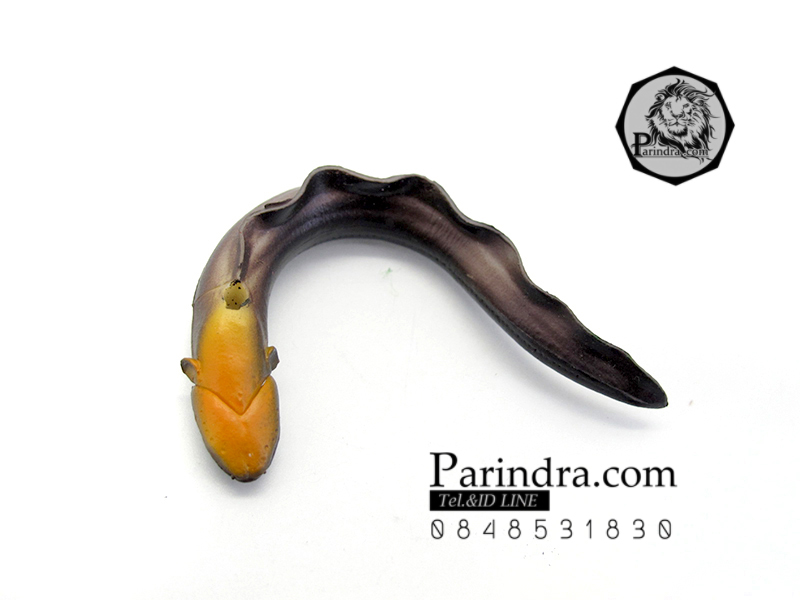 โมเดลปลาไหลจิ๋ว