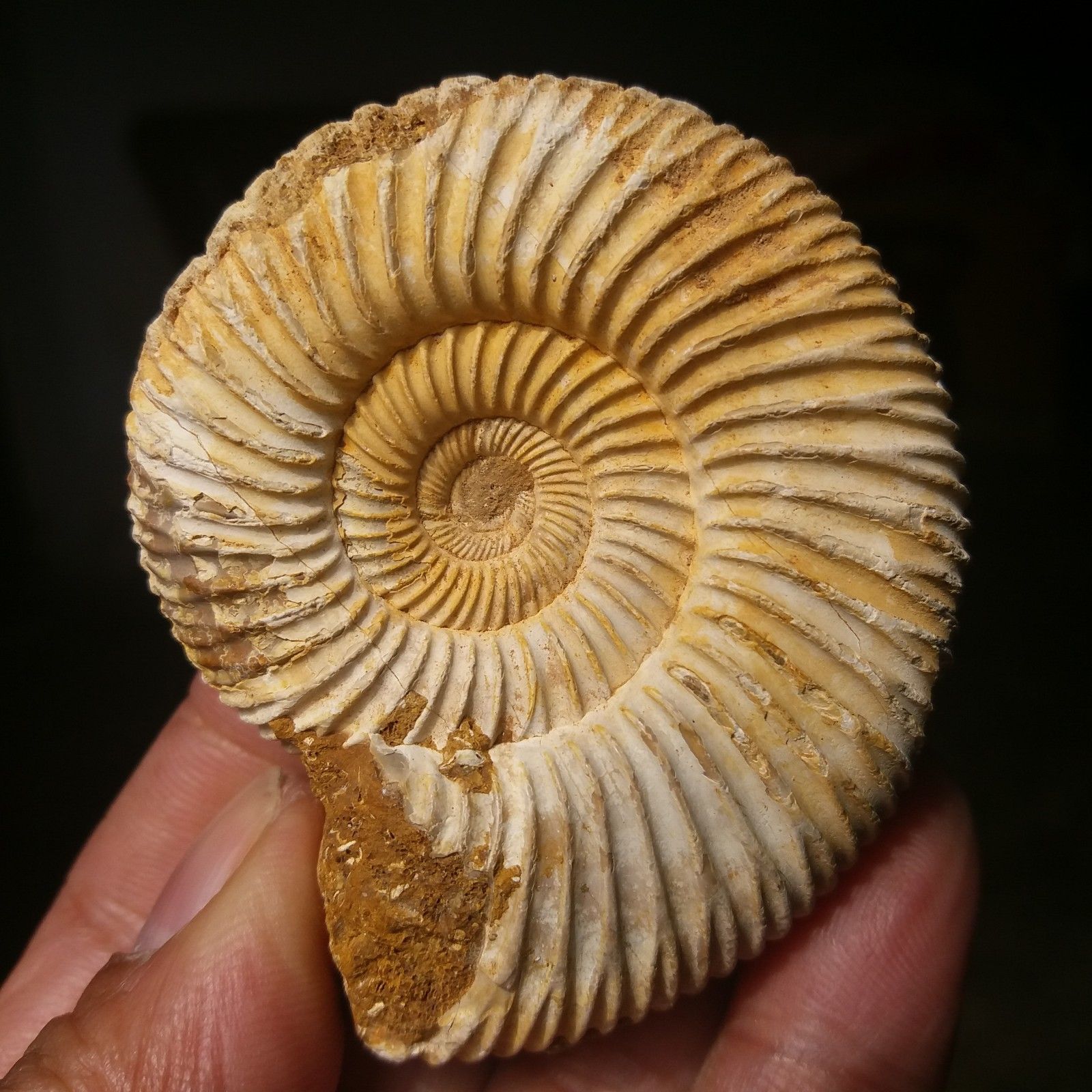 ฟอสซิลหอยแอมโมไนท์ (Perisphinctes virguloides) Fossil จากประเทศ Madagascar #AM038