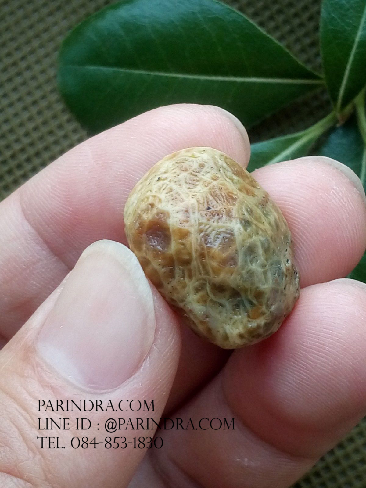 หินรูปทรงประหลาดจากทะเลทรายโกบี GOBI Fish Roe Stone #GOBI009