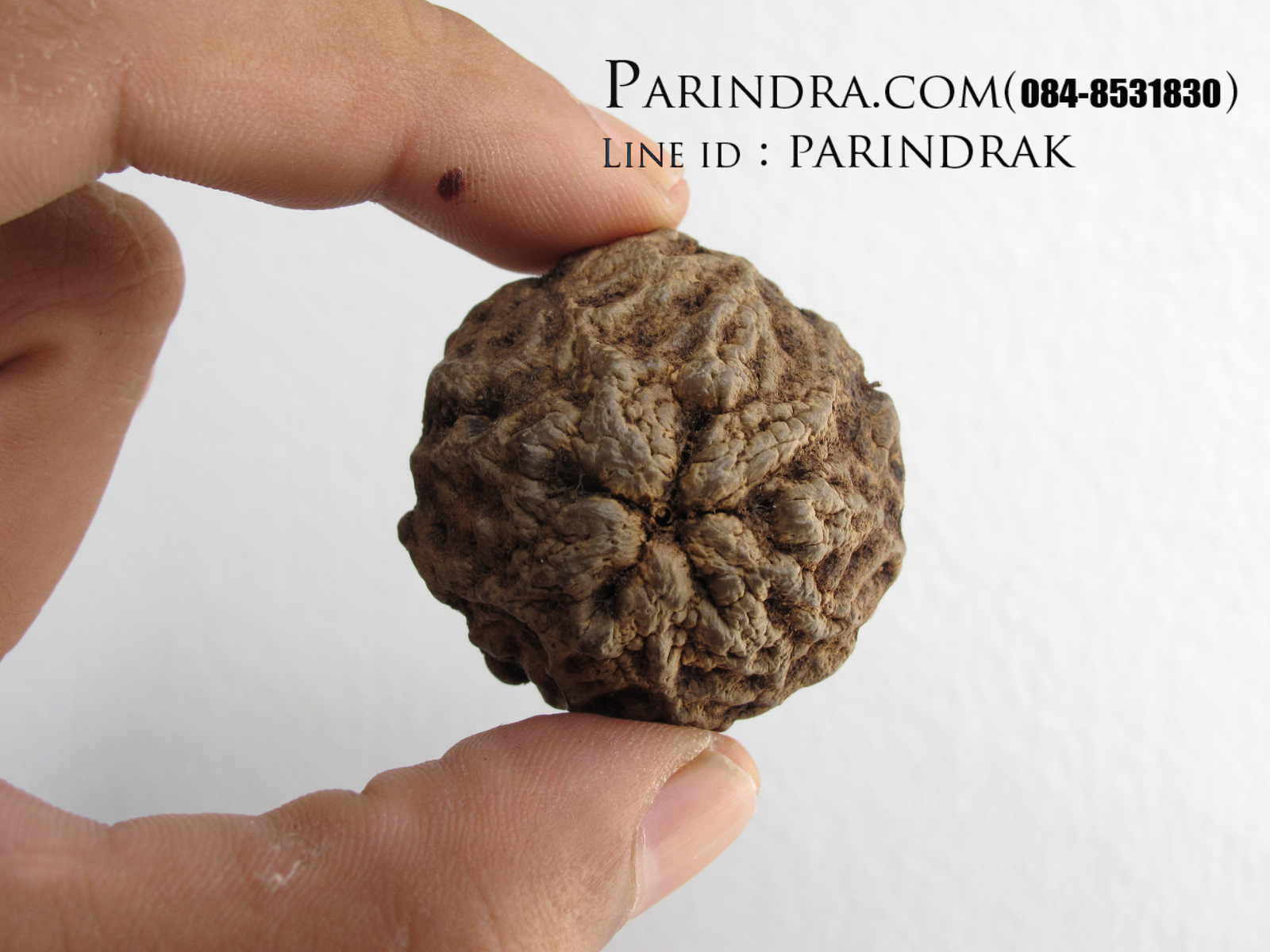 ลูกว่านพระเจ้า 5 พระองค์