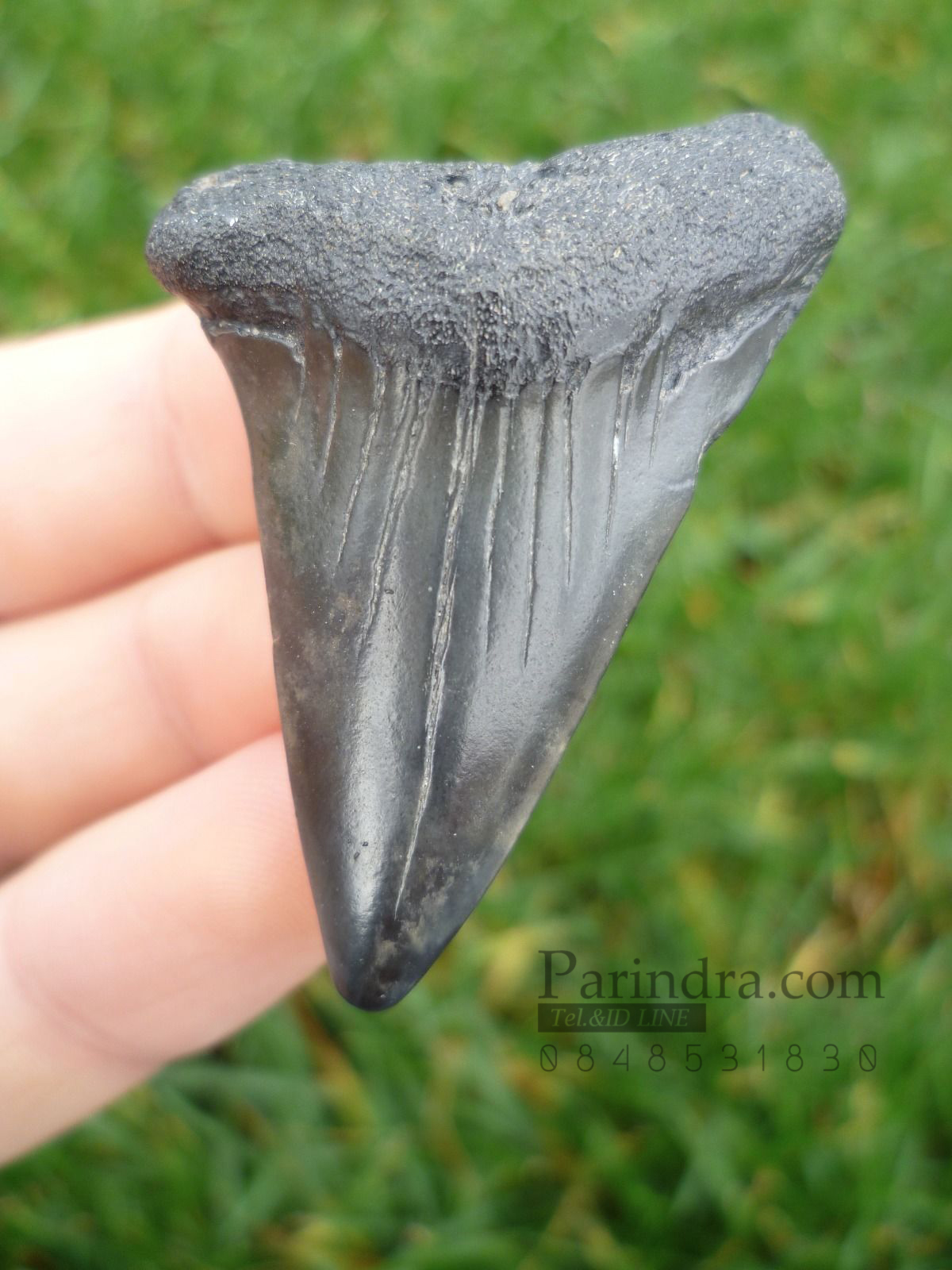 ฟันฉลามมาโก Mako Shark tooth จาก ประเทศเบลเยี่ยม สีออกเทา ขนาด 1.83" นิ้ว #MKT001
