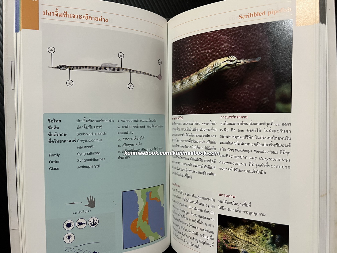 ปลาทะเลไทย เล่ม ๑ ( พร้อม CD ) โดย ธรณ์ ธำรงนาวาสวัสดิ์ และคณะ