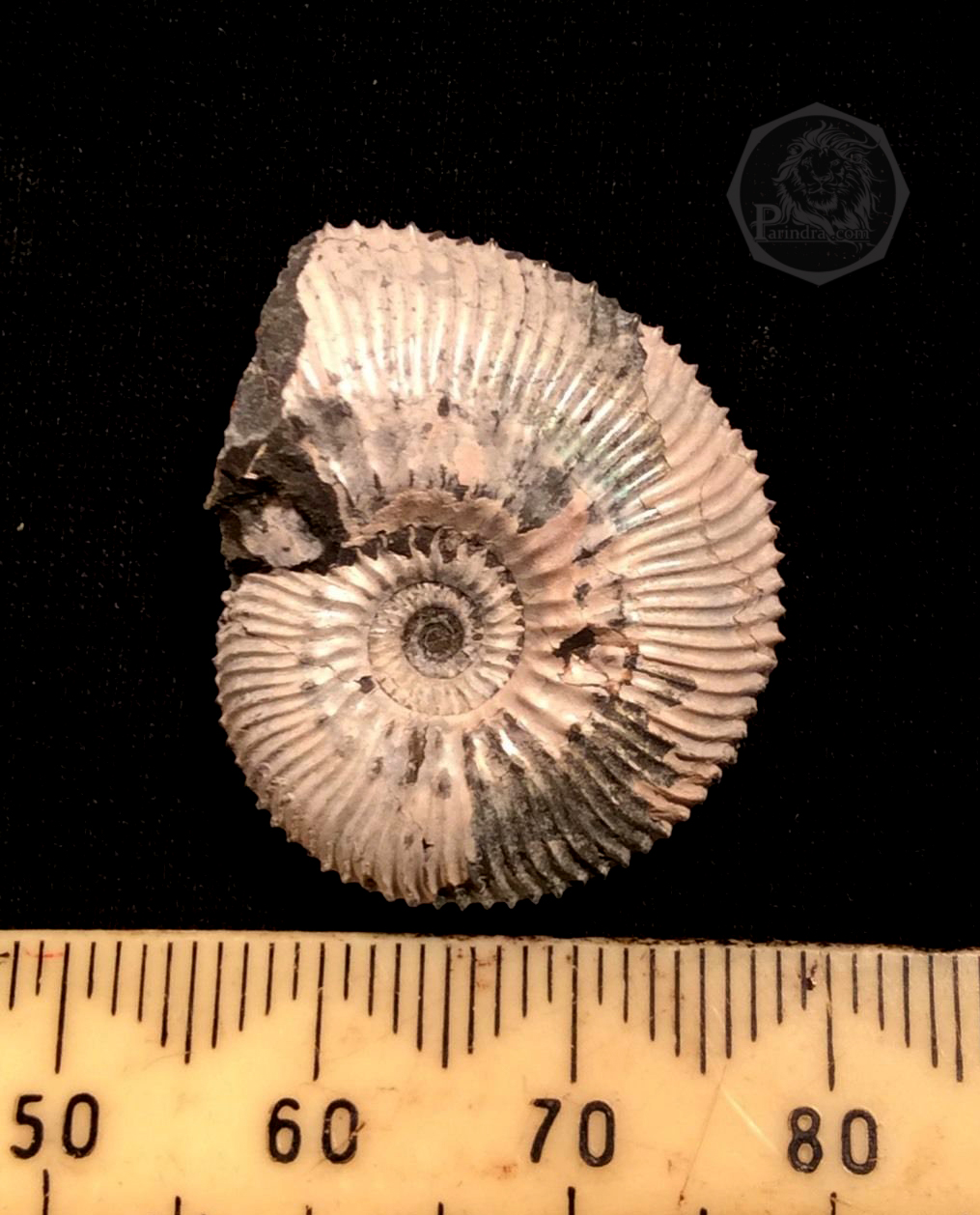 ฟอสซิลหอย Ammonite Kosmoceras Jason (หายาก) - จาก Ashton Keynes - UK #AM008 (จองแล้ว)