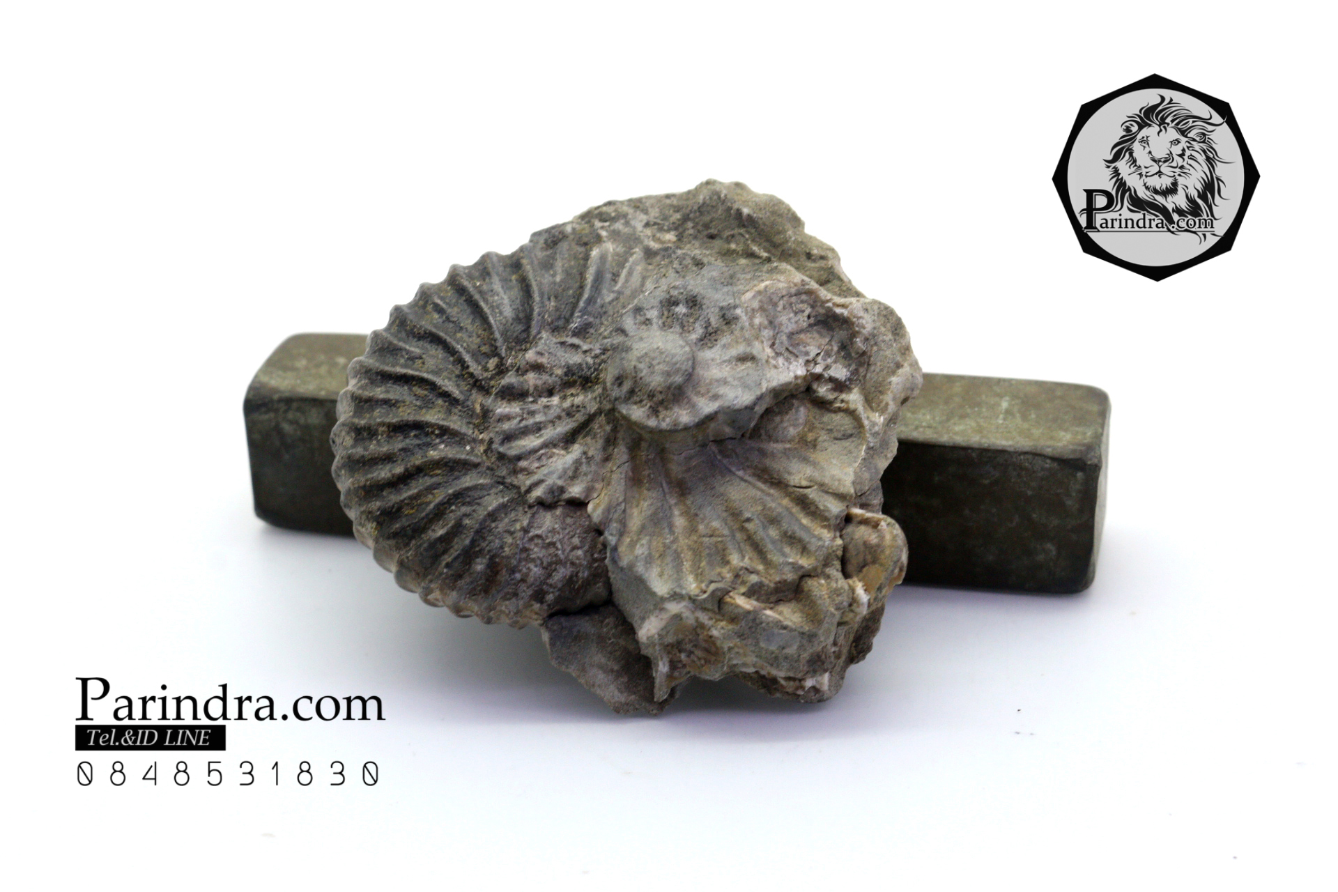 ฟอสซิล แอมโมไนต์ Ammonite Acanthohoplites- จาก Northern Caucasus, Russia #AM033