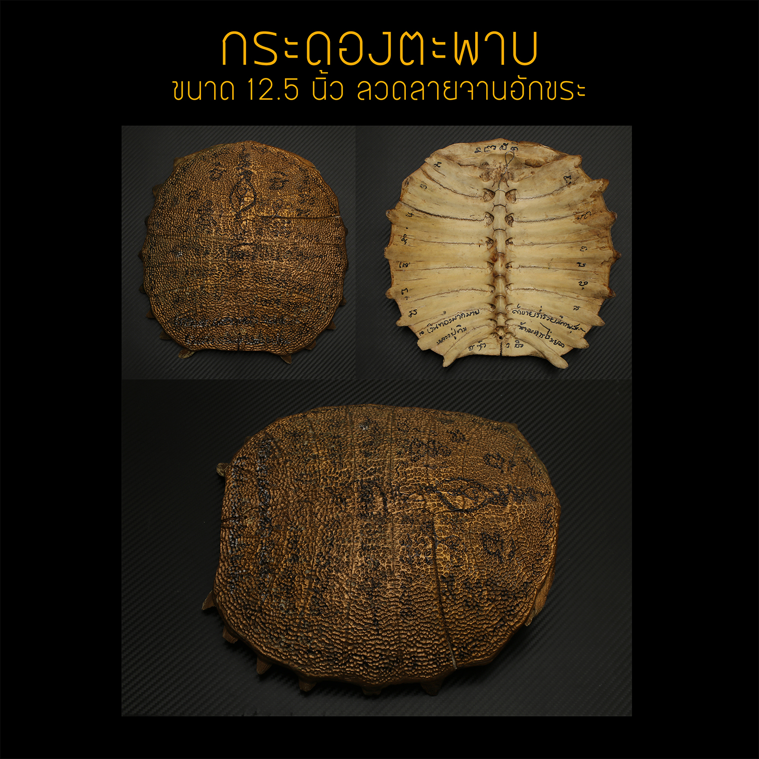 กระดองตะพาบ ขนาดใหญ่ ทาทับสีทอง ลวดลายจานอักขระ
