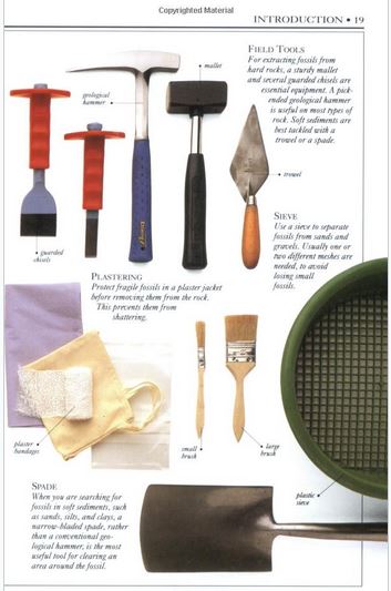หนังสือคู่มือฟอสซิลของ Smithsonian Handbooks: Fossils