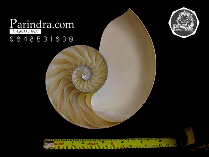 ขายเปลือกหอยงวงช้าง นอติลุสแบบผ่าซีก Nautilus Pompilus หอยหายาก